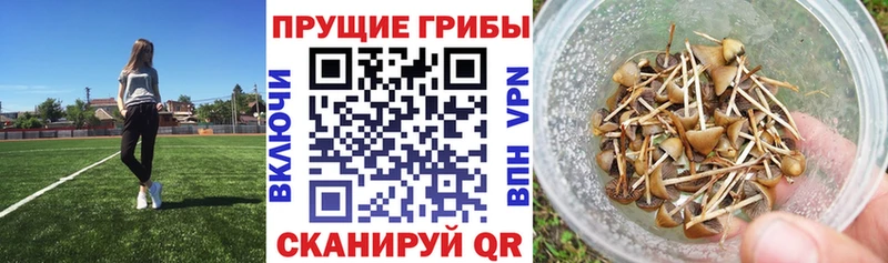 Галлюциногенные грибы мицелий  Яранск 